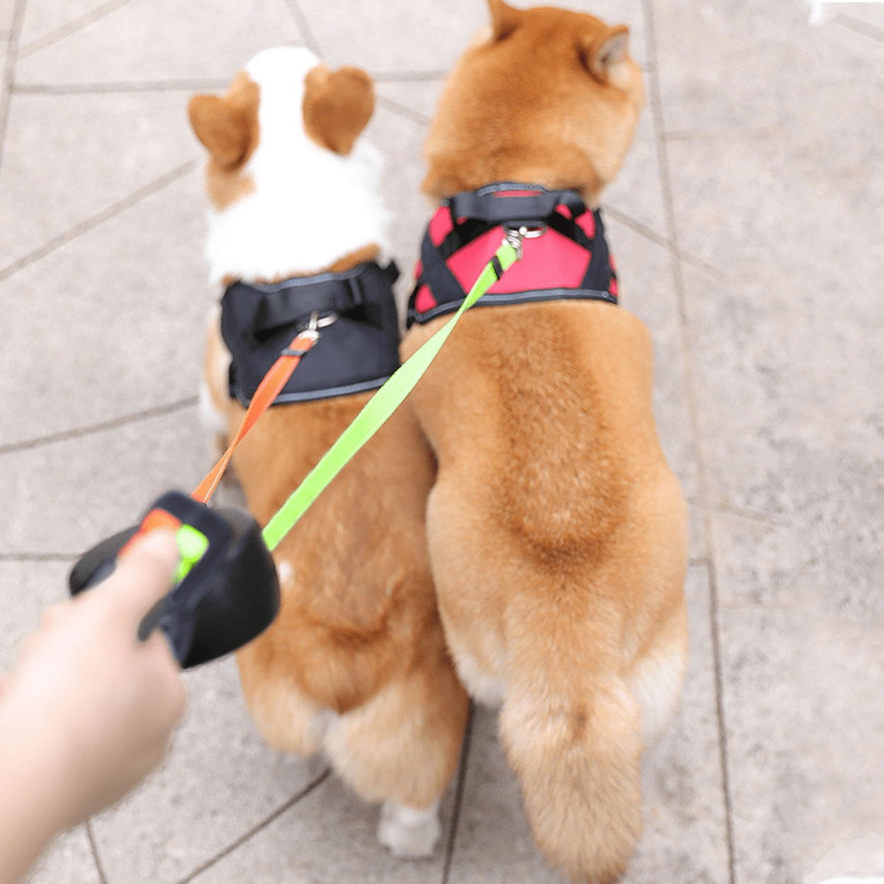 Dobbelt Retractable Hundeline – 4 Meter, 360° Rotation, LED Lys & Reflekser til To Hunde Bonusvis
